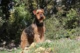 AIREDALE TERRIER 107